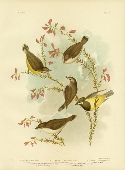 Brown Gerygone by Gracius Broinowski